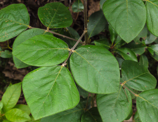 image of Desmodium viridiflorum, Velvety Tick-trefoil, Velvety Tick-clover