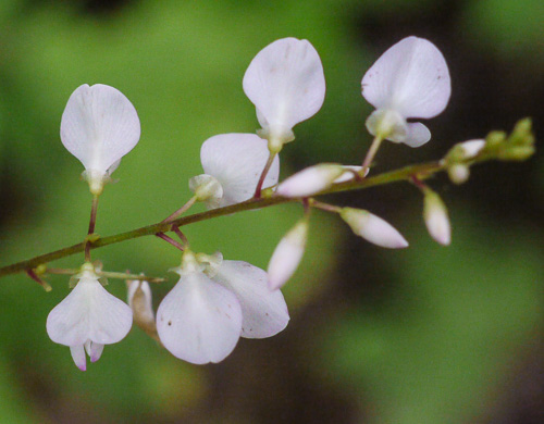 image of Hylodesmum glutinosum, Heartleaf Tick-trefoil, Clusterleaf Tick-trefoil, Pointedleaf Tick-Trefoil