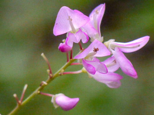 Hylodesmum glutinosum, Heartleaf Tick-trefoil, Clusterleaf Tick-trefoil, Pointedleaf Tick-Trefoil