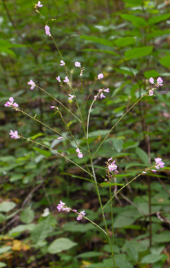 image of Hylodesmum glutinosum, Heartleaf Tick-trefoil, Clusterleaf Tick-trefoil, Pointedleaf Tick-Trefoil