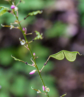 image of Hylodesmum glutinosum, Heartleaf Tick-trefoil, Clusterleaf Tick-trefoil, Pointedleaf Tick-Trefoil