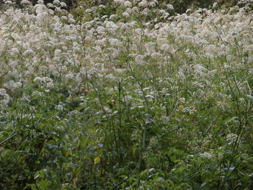 image of Cicuta maculata var. maculata, Water-hemlock, Spotted Cowbane