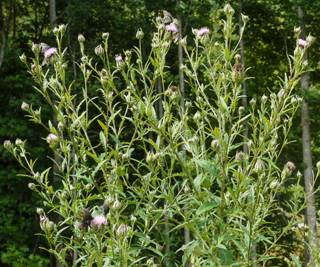 image of Cirsium altissimum, Tall Thistle