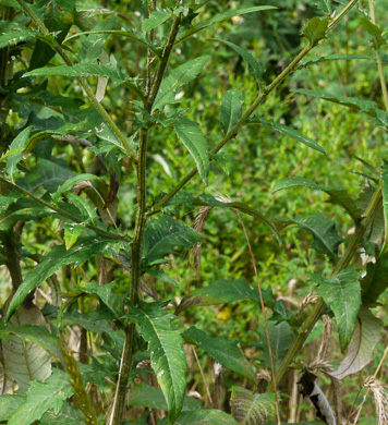 image of Cirsium altissimum, Tall Thistle
