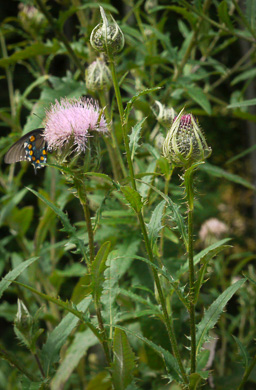 image of Cirsium altissimum, Tall Thistle