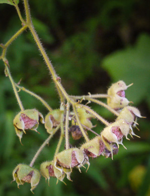 image of Rubacer odoratum, Purple Flowering-raspberry, Thimbleberry, Eastern Mapleleaf-raspberry