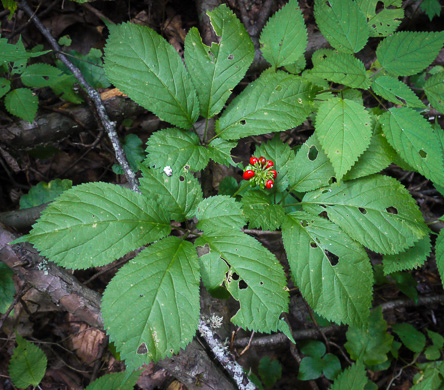 image of Panax quinquefolius, American Ginseng, Sang