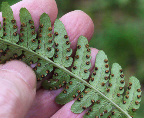 image of Dryopteris marginalis, Marginal Woodfern, Marginal Shield-fern