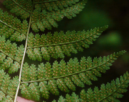 image of Dryopteris intermedia, Evergreen Woodfern, Fancy Fern, Intermediate Woodfern