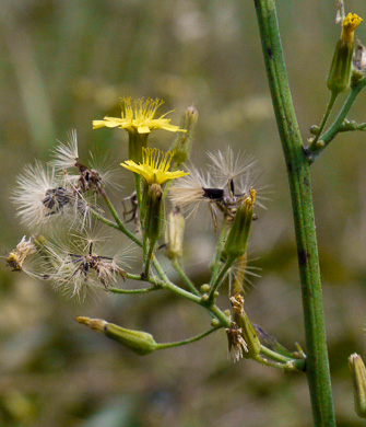 image of Hieracium gronovii, Hairy Hawkweed, Beaked Hawkweed