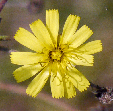 Hieracium gronovii, Hairy Hawkweed, Beaked Hawkweed