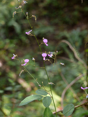 image of Desmodium perplexum, Perplexing Tick-trefoil, Dillen's Tick-trefoil