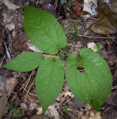 image of Endodeca serpentaria, Turpentine-root, Virginia Snakeroot, Serpent Birthwort