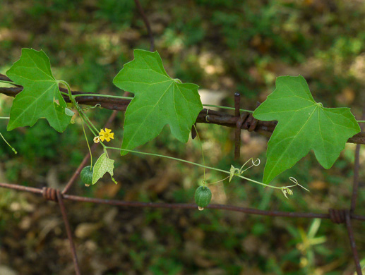 image of Melothria pendula, Creeping Cucumber