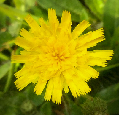 Pilosella officinarum, Mouse-ear Hawkweed