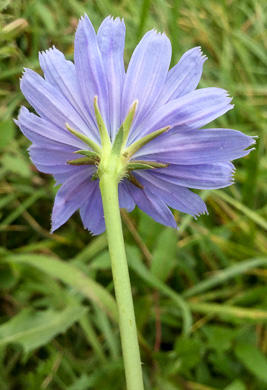 image of Cichorium intybus, Chicory, Blue-sailors, Succory