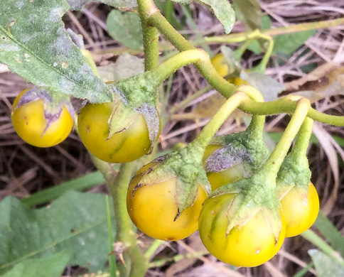fruit of Solanum carolinense var. carolinense, Carolina Horsenettle, Ball-nettle