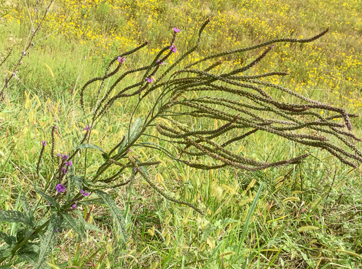 image of Verbena hastata, Blue Vervain, Common Vervain, Simpler's-joy