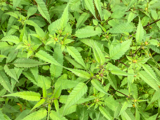 image of Bidens frondosa, Devil's Beggarticks, Annual Beggarticks