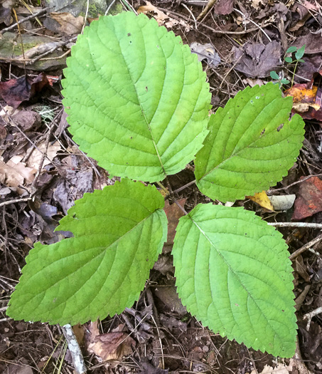 image of Collinsonia verticillata, Whorled Horsebalm