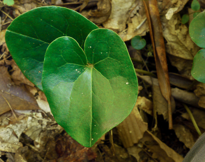 image of Hexastylis shuttleworthii, Large-flower Heartleaf, Wild Ginger