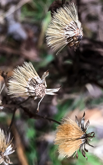 image of Chrysopsis mariana, Maryland Goldenaster