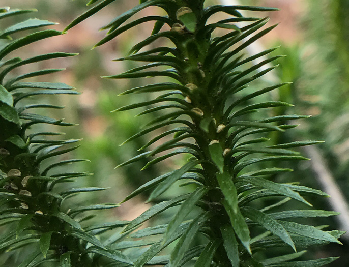 image of Huperzia lucidula, Shining Clubmoss, Shining Firmoss