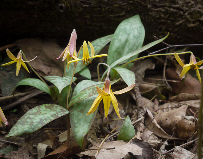 image of Erythronium umbilicatum ssp. umbilicatum, Dimpled Trout Lily, Dogtooth Violet