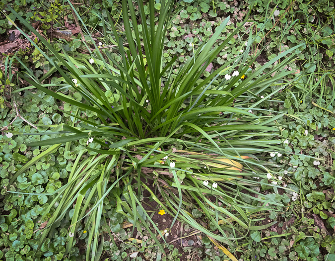 image of Leucojum aestivum, Summer Snowflake