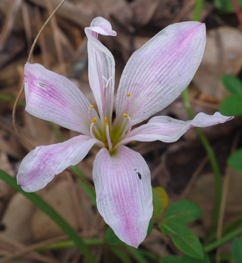 image of Zephyranthes atamasco, Common Atamasco-lily, Rain-lily, Easter Lily, Naked Lily