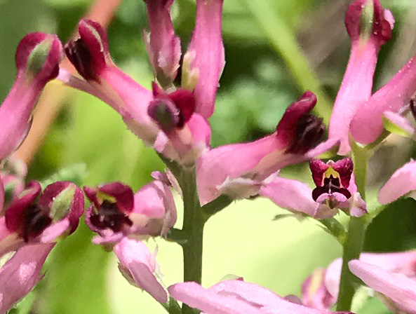 image of Fumaria officinalis, Fumitory, Earthsmoke