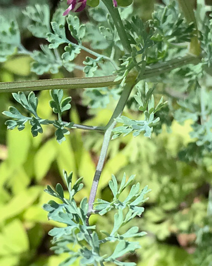 image of Fumaria officinalis, Fumitory, Earthsmoke