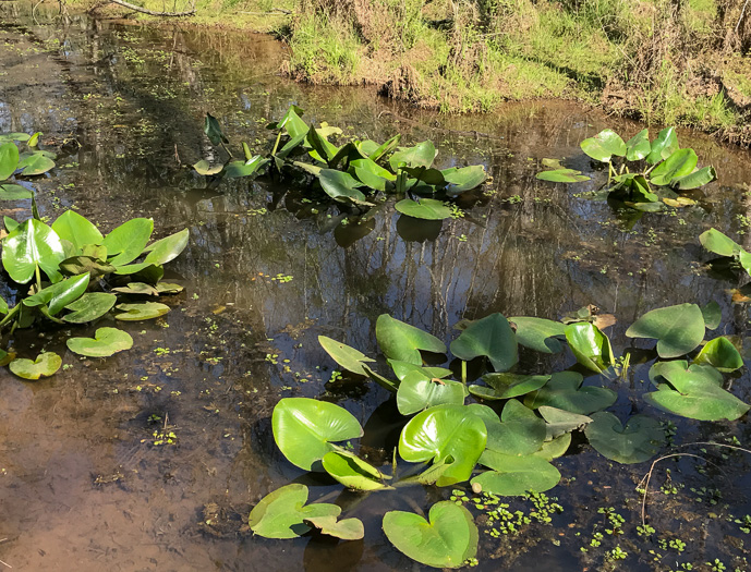 image of Nuphar advena, Broadleaf Pondlily, Cow-lily, Spatterdock, Yellow Pond Lily