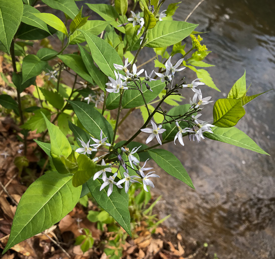 image of Amsonia tabernaemontana, Eastern Bluestar, Blue Dogbane, Wideleaf Bluestar