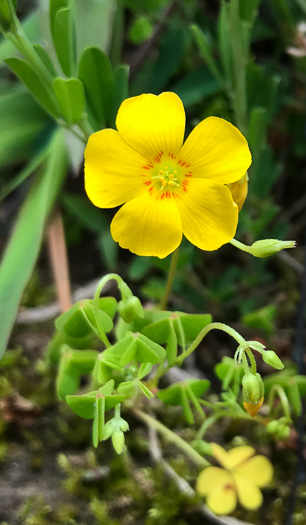 image of Oxalis colorea, Small's wood-sorrel, Tufted Yellow Wood-sorrel, (NOT Sadie Price’s Yellow Wood-sorrel)