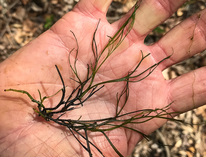 image of Podostemum ceratophyllum, Riverweed, Threadfoot, Riffleweed