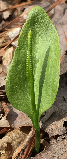 image of Ophioglossum pycnostichum, Southern Adder's-tongue