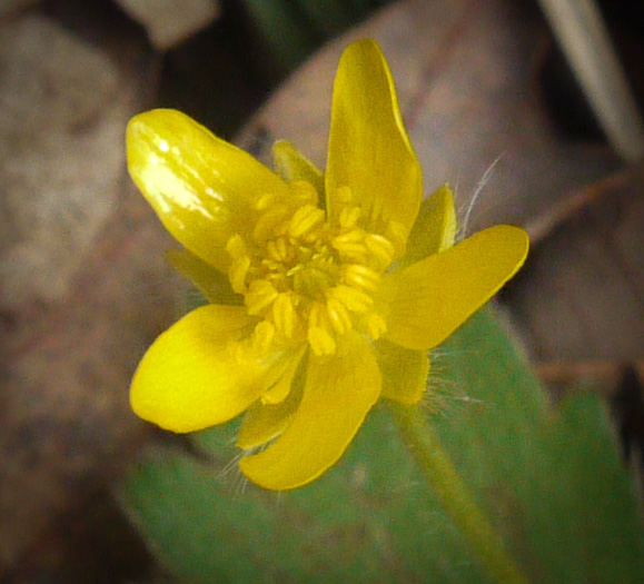 flower of Ranunculus hispidus, Hispid Buttercup, Hairy Buttercup