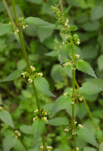 image of Urtica chamaedryoides, Weak Nettle, Dwarf Stinging Nettle, Heartleaf Nettle