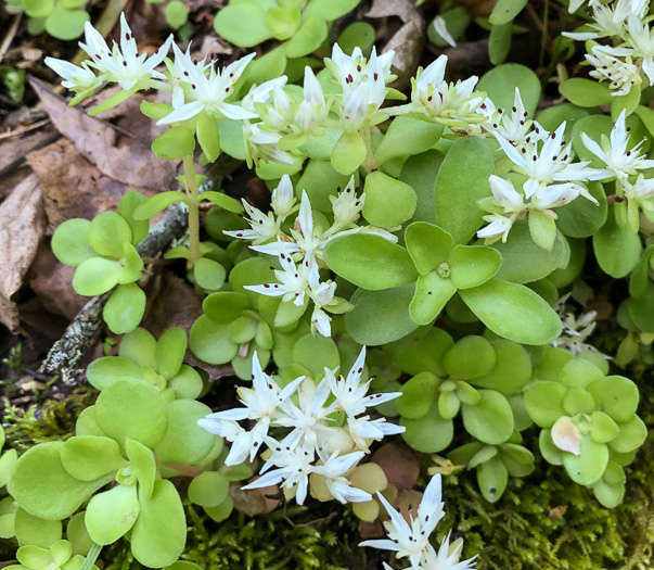 image of Sedum ternatum, Mountain Stonecrop, Whorled Stonecrop, Three-leaf Stonecrop