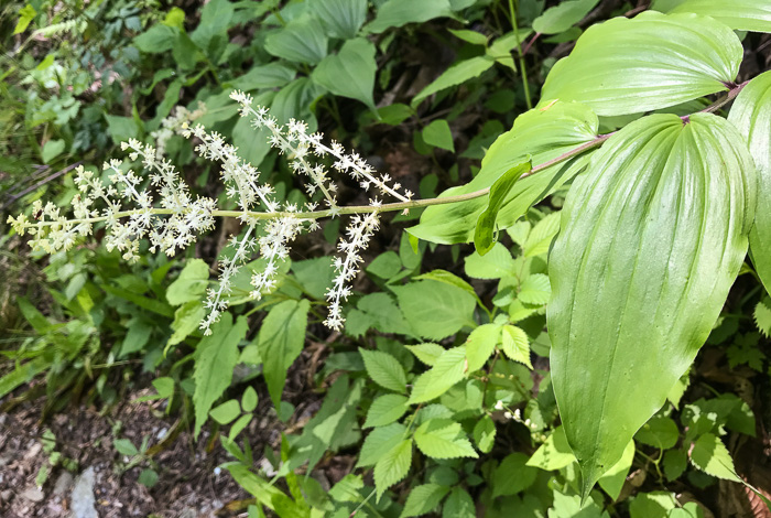 image of Maianthemum racemosum, False Solomon's Seal, Eastern Solomon's Plume, May-plume