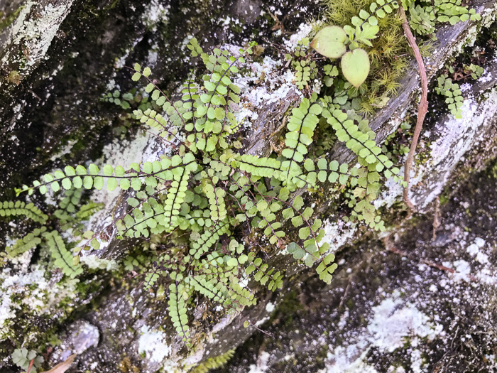 Maidenhair Spleenwort