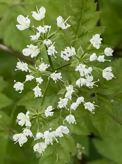 Osmorhiza longistylis, Aniseroot, Smooth Sweet Cicely, Longstyle Sweet-cicely