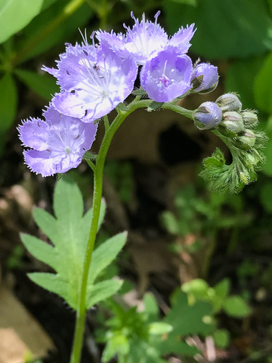 image of Phacelia purshii, Miami-mist