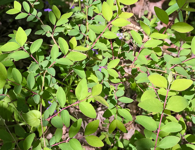 image of Symphoricarpos orbiculatus, Coralberry, Indian Currant, Buckbrush