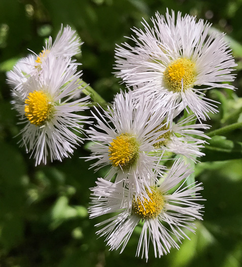 flower of Erigeron philadelphicus var. philadelphicus, Daisy Fleabane, Philadelphia Fleabane, Philadelphia-daisy, Common Fleabane