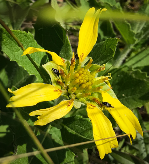 image of Tetragonotheca helianthoides, Pineland Squarehead, Pineland-ginseng