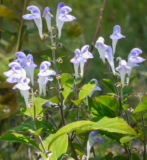 image of Scutellaria pseudoserrata, falseteeth skullcap