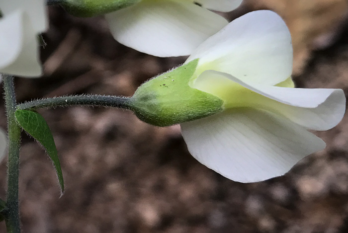 image of Baptisia bracteata, Creamy Wild Indigo