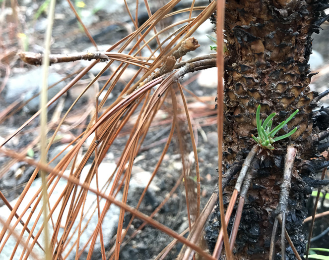 image of Pinus palustris, Longleaf Pine, Southern Pine